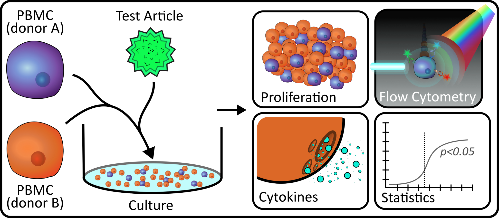 Mixed Lymphocyte Reactions Mixed Lymphocyte Reaction