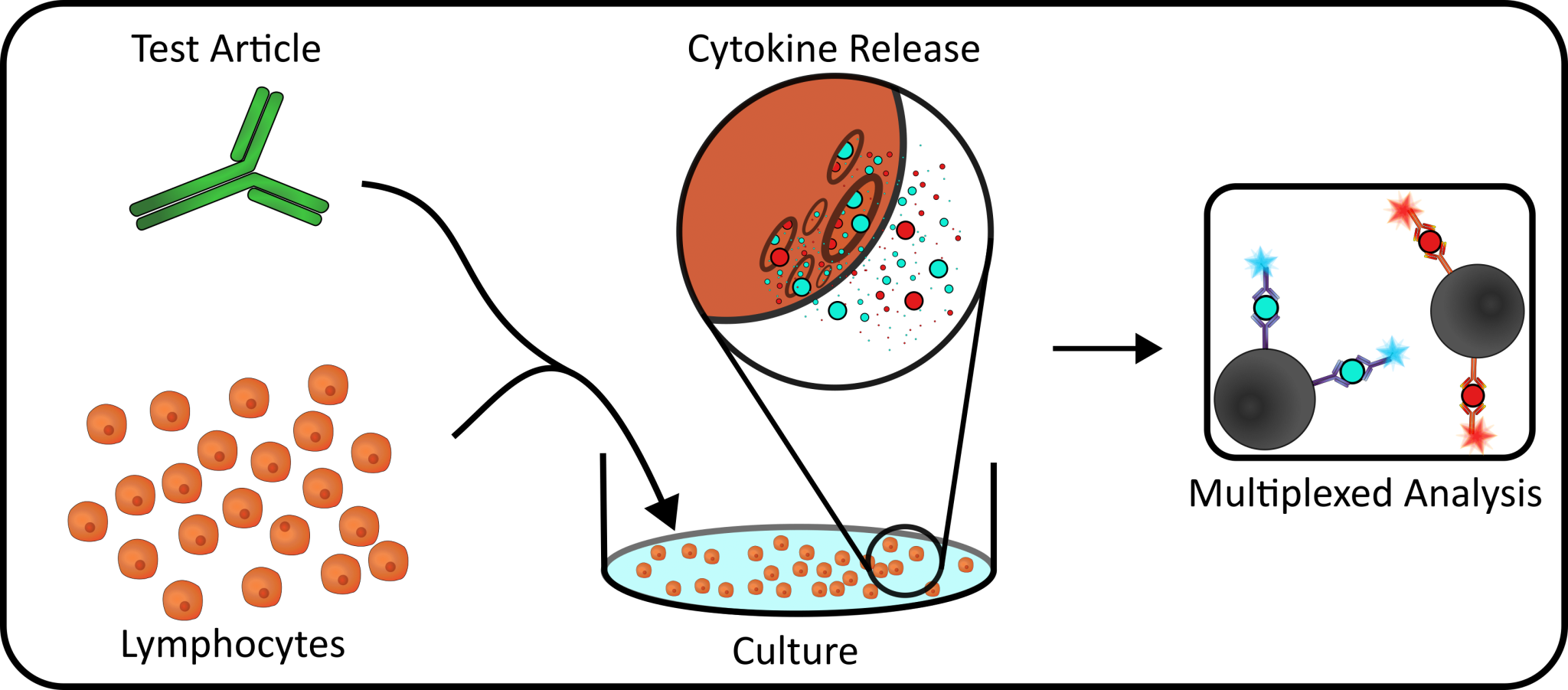 Cytokine Release Assay Xeno Diagnostics